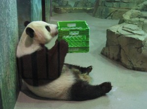 An adorable panda I saw while shooting at the zoo for school today.